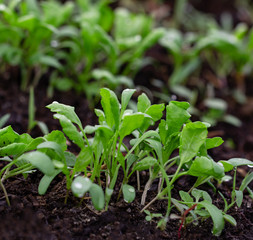 young sprouts greens cress salad