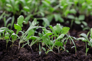 young sprouts greens cress salad