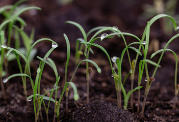 young dill sprouts in the ground