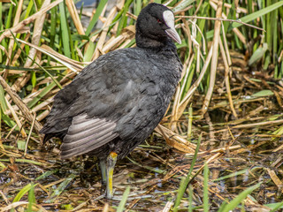 łyska © Henryk Olszewski