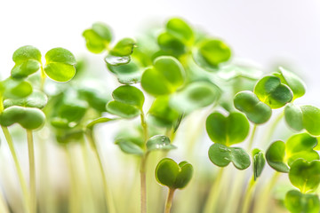 Microgreen in a container close-up. Selective focus. Young spring crop of arugula.