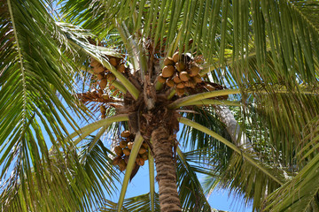 palm tree with several bunches of nuts