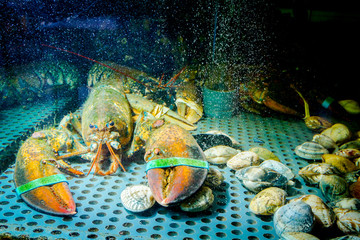 Colorful crawfish for sale, sea crustaceans inside aquarium in a restaurant