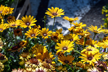 Vivid yellow flowers of Dimorphotheca ecklonis or Osteospermum, known as Cape marguerite, Sundays river daisy, blue and white daisy bush or star of the veldt, in a garden in a sunny summer day
