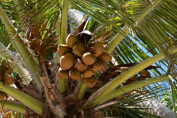 Fototapeta premium coconut nus over the sky, with big leaves
