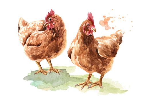 Two Young brown hens, chiсken. Hand drawn watercolor illustration isolated on white background