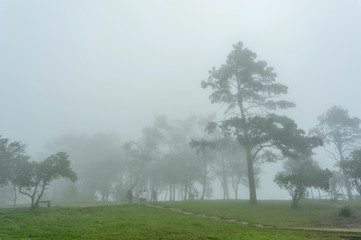 Pine forest mist in  Phu Rua National Park ,Thailand