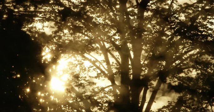 The sun goes down through the treetops, a beautiful spring day in Bundek Zagreb. Red camera Helium 8K shot downscaled to 4K.