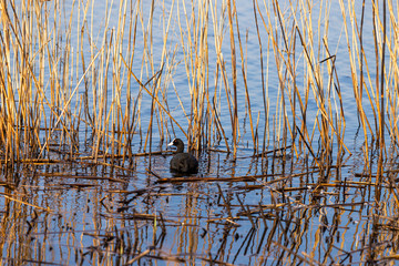 Wild black duck in the reeds on the water