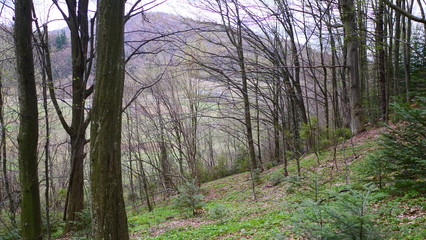 morning in the forest