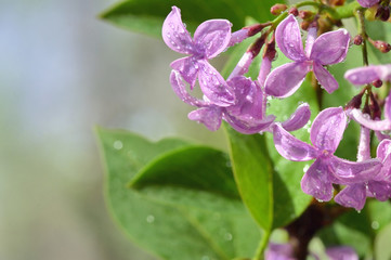 Macro of spring lilac flowers
