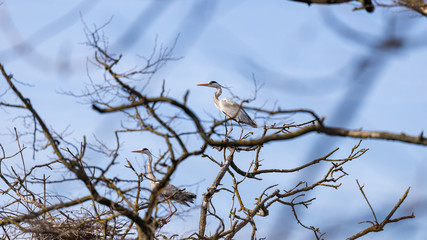 gray herons on the branches make their nests