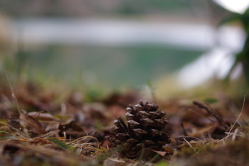 pine cones in the forest