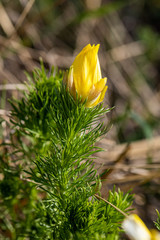 yellow flowers on the field