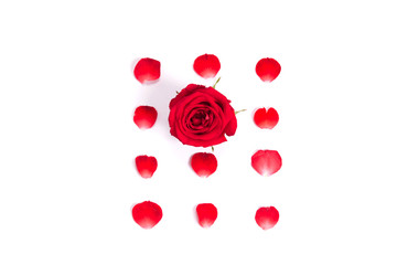 Fototapeta na wymiar red roses and petals on white background for layout.valentine concept.
