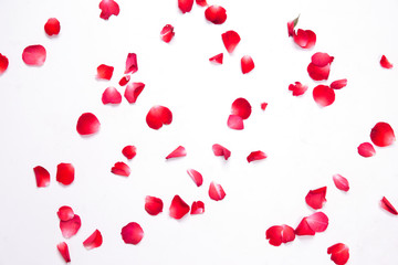 red roses petals on white background for layout.valentine concept.