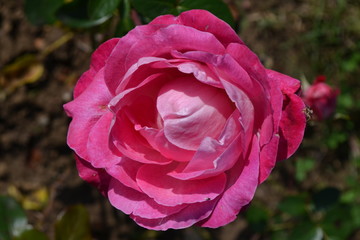 Large green bush with one fresh delicate pink rose in full bloom in a summer garden, in direct sunlight, with blurred green leaves, beautiful outdoor floral background photographed
