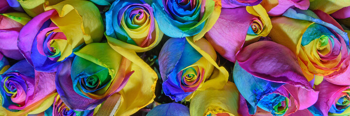 Obraz na płótnie Canvas Flower background of rose buds. Colorful. Design. Close up.
