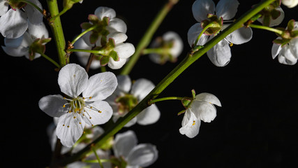 white flowers on black background