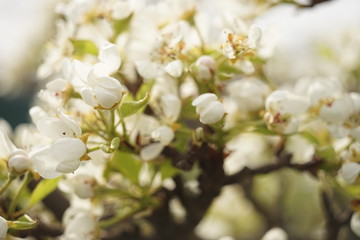 Blooming pear tree close up branch in spring day