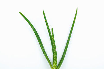 Aloe vera plant close-up isolated on a white background.