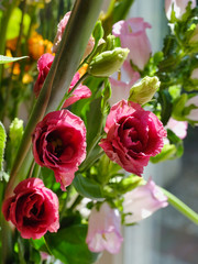 Naklejka premium Red purple roses in front of a window with refelctions, various other flowers in the background, Focus on roses