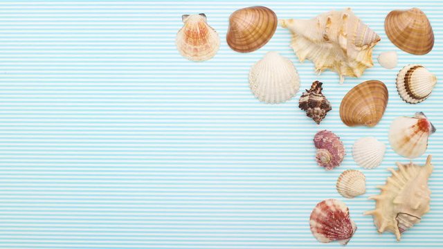 Seashells moving on right side - Stop motion 