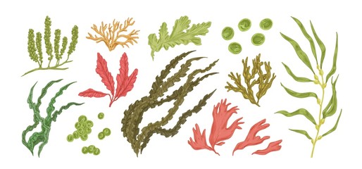 Set of colorful hand drawn edible algae vector graphic illustration. Collection of different aquatic plants isolated on white background. Natural drawing botanical seaweed © Good Studio