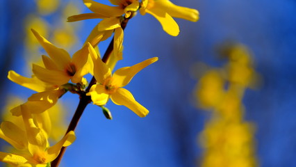 
Yellow flowers on a flowering bush
Defocused floral background for design.
