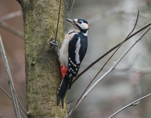 Great spotted woodpecker. Male.
