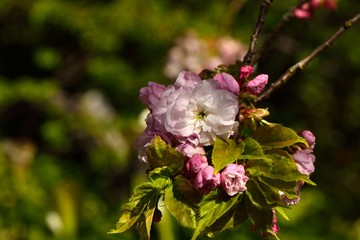 Sakura shaped like a Buddha riding an elephant(Prunus Shirofugen) Buddha riding an elephant in a Buddhist portrait