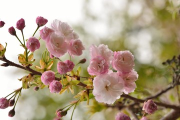 Sakura shaped like a Buddha riding an elephant(Prunus Shirofugen) Buddha riding an elephant in a Buddhist portrait
