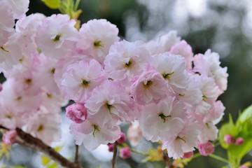 Sakura shaped like a Buddha riding an elephant(Prunus Shirofugen) Buddha riding an elephant in a Buddhist portrait