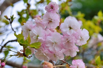 Sakura shaped like a Buddha riding an elephant(Prunus Shirofugen) Buddha riding an elephant in a Buddhist portrait