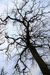 dry old tree standing alone in park against clear sky.