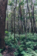 Cream Track Springbrook Gold Coast hinterland