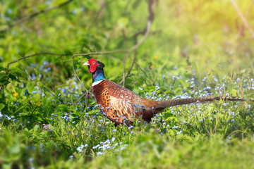 Pheasant (Phasianus colchicus) in the Meadow with beatiful blue flowers and Around are green trees.