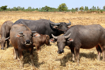 Obraz premium Many black buffalo stood in the middle of the rice fields that had rice straw. The farmers just finished harvesting.