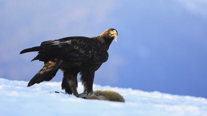 Eagle (lat. Aquila chrysaetos)  hunt fox. Snow are around. Winter landscape.