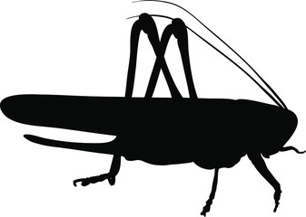 Moroccan locust (Dociostaurus maroccanus). Vector.