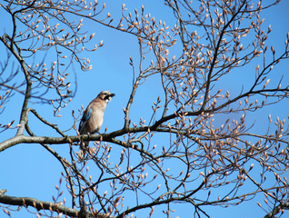 bird on a tree