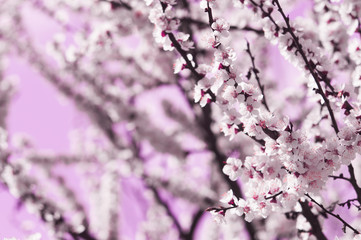 Apricot flowers with white and pink petals