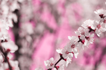 Apricot flowers with white and pink petals