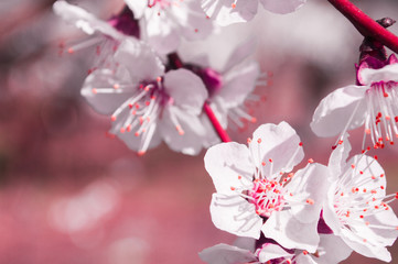 Apricot flowers with white and pink petals