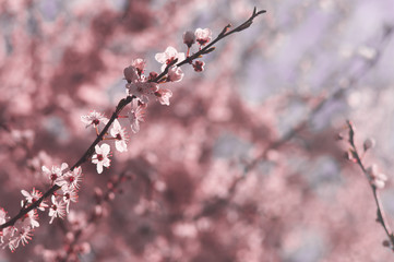 Cherry plum flowers with white and pink petals