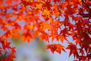 紅葉