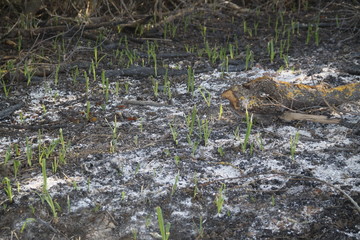 Bush forest fire ashes extinguished
