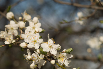 Cherry plum flowers with white petals