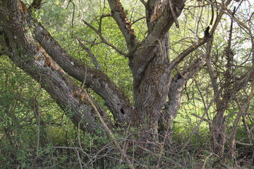 Fototapeta na wymiar Canopy french forest treetop springtime
