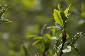 First fresh green leaves of tree